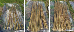 Processing Hemp by Retting