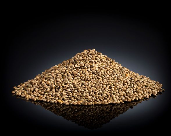 hemp grain hemp grain